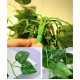 Yatim 90 cm Money Ivy Vine Artificial Plants Greeny Chain Wall Hanging Leaves for Home Room Garden Wedding Garland Outside Decoration Pack of 2